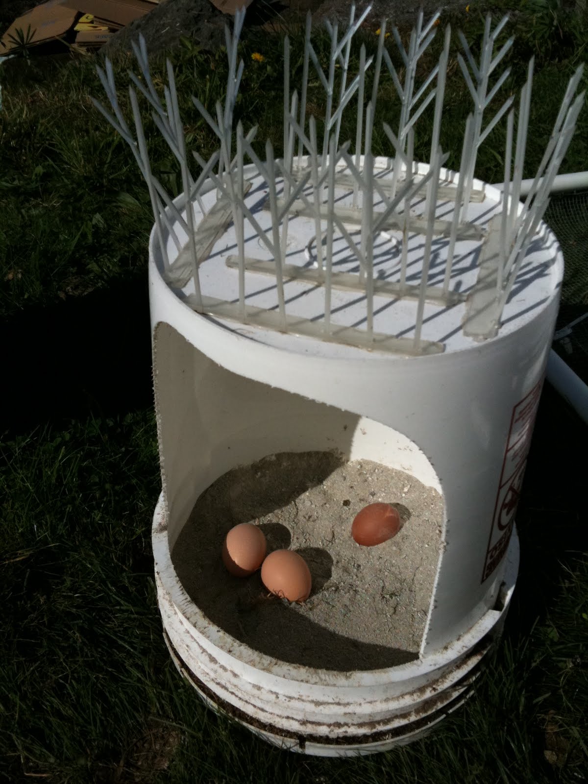 Ah, the joys of “maiden eggs” (as Joel Salatin brands these small ...