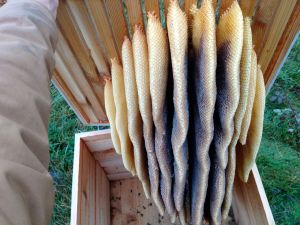 Inside of a Perone bee hive